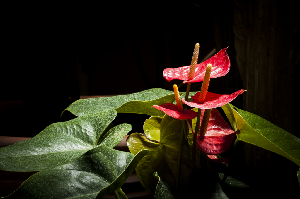 Photo of Anthurium - Red Tropical Flowers with yellow stems